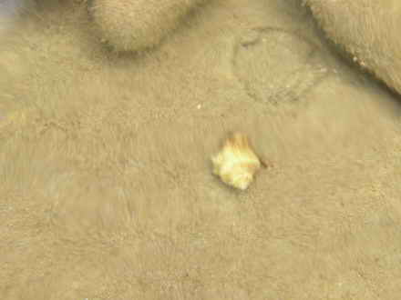 Small conch