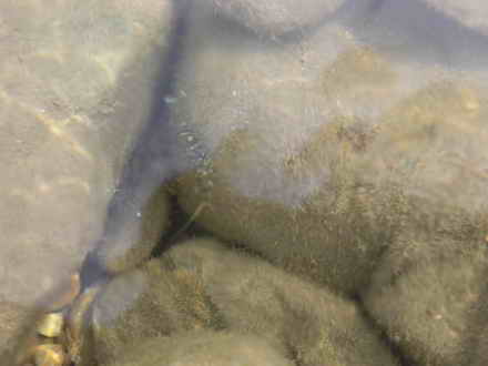 Barkhat on the bottom of the sea