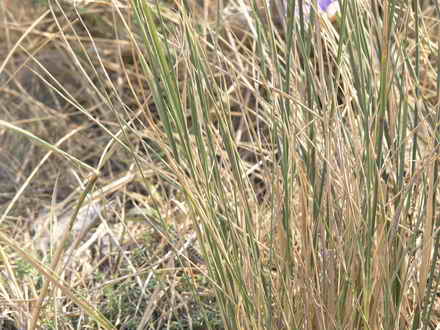 The lizard is well hidden