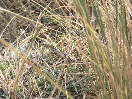 Wonders of mimicry