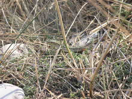 Lizard in the grass