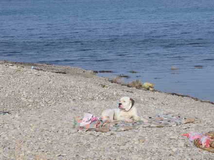 Clever dog on the beach