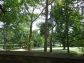 View through the trees